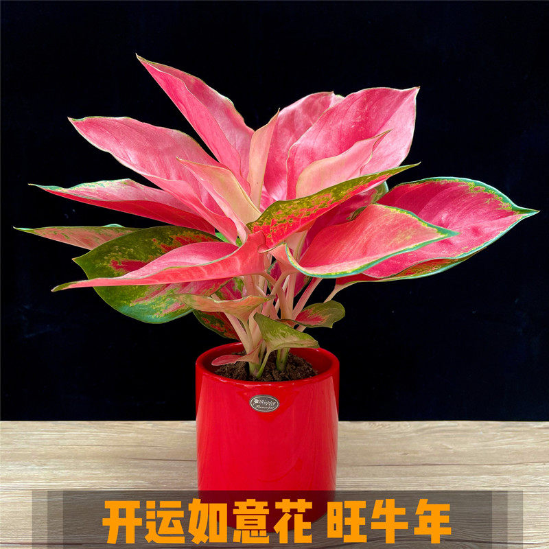 多株如意皇后水培吉祥花室内办公室观叶植物桌面盆栽旺招财中国红