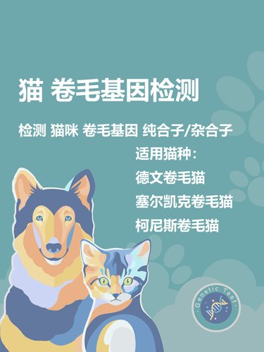 猫咪猫基因检测卷毛纯合杂合子
