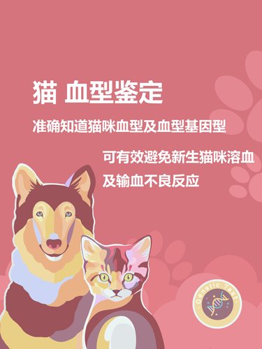 猫咪猫血型基因检测宠物溶血