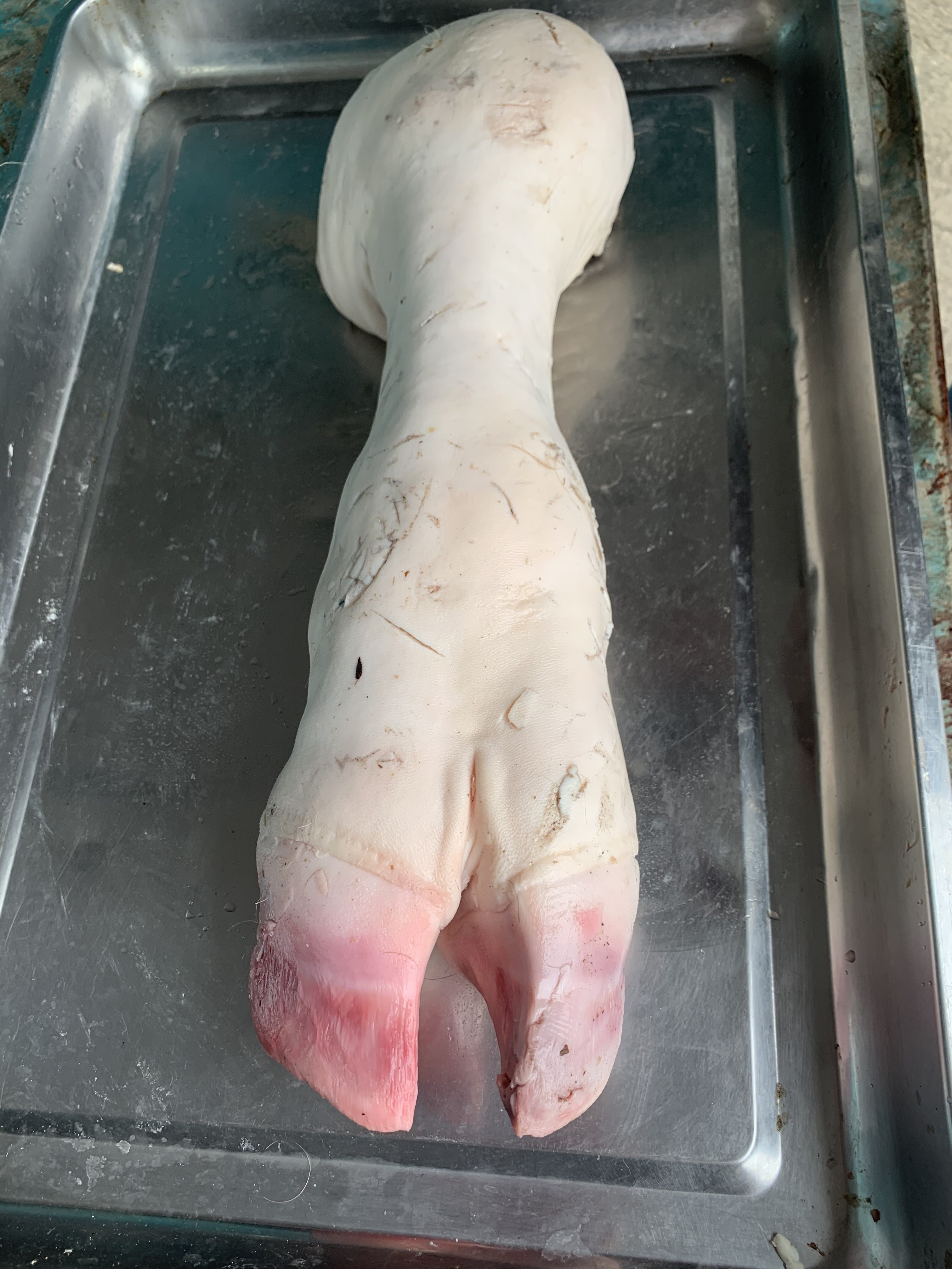 全国包邮 新鲜生牛蹄 黄牛牛蹄 手工去毛 牛爪子 可切割  1斤价格