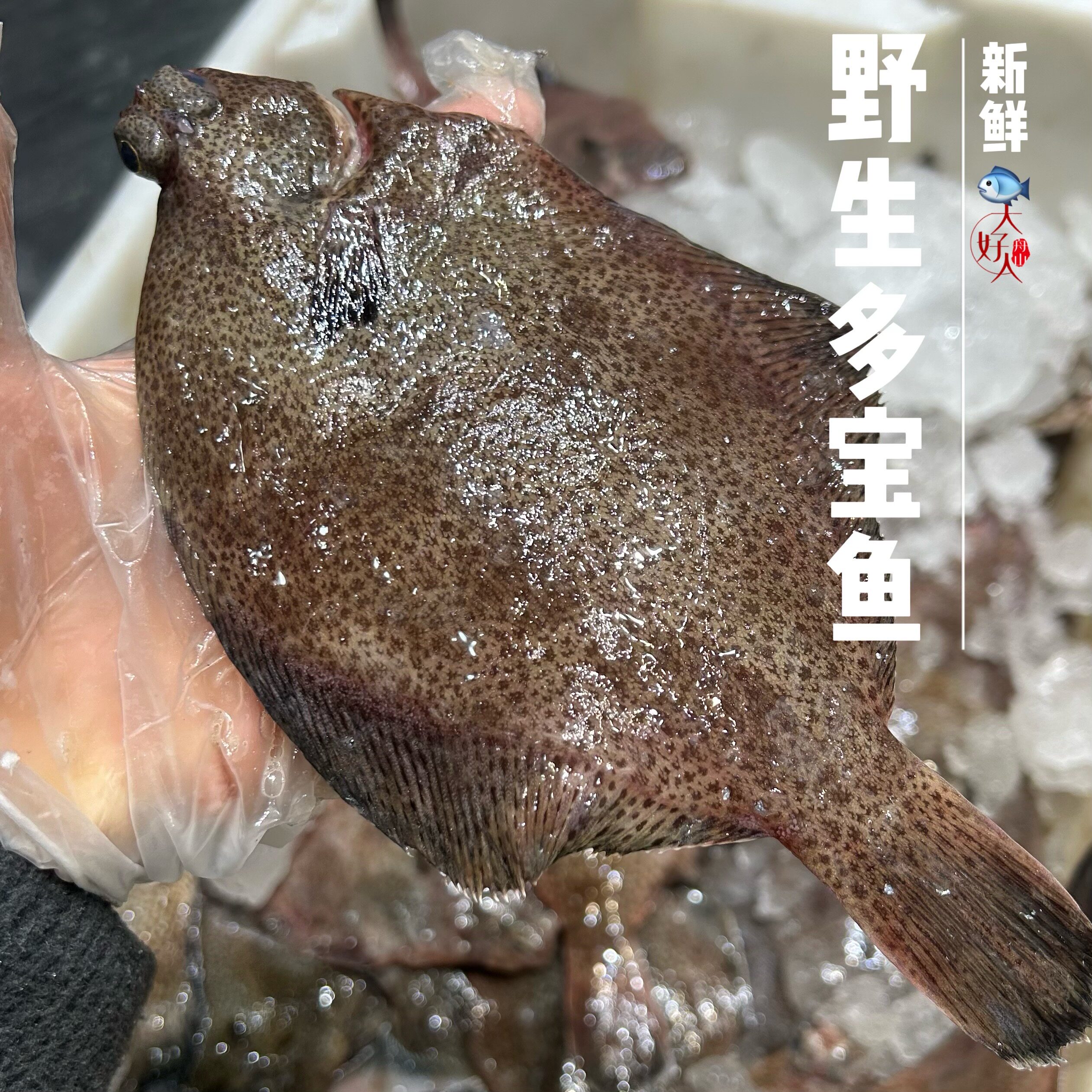 (现货)舟山渔船直发新鲜ye生多宝鱼,按斤卖 多规格