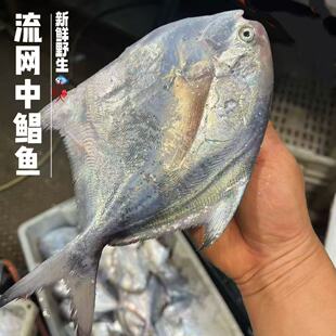 新鲜ye生舟山流网中鲳鱼  多规格