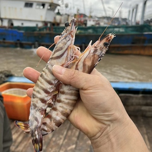 舟山野生中大竹节虾，多规格，按斤卖