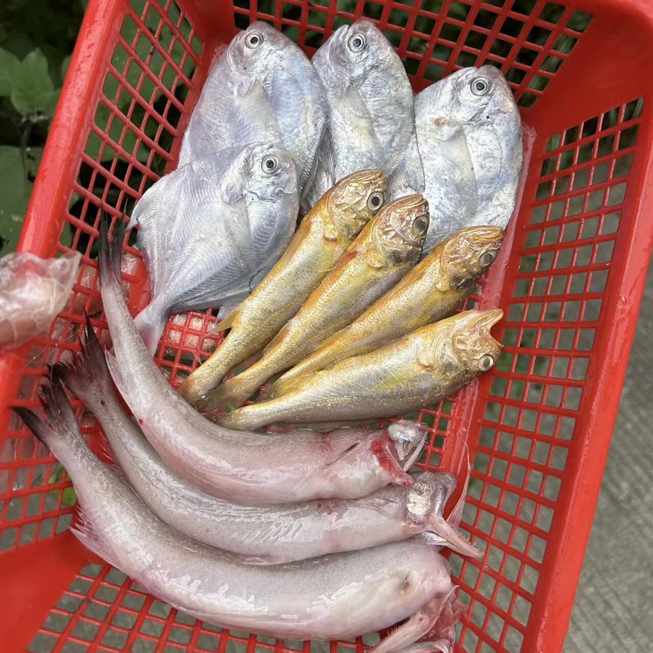 舟山新鲜杂鱼组合3斤1份