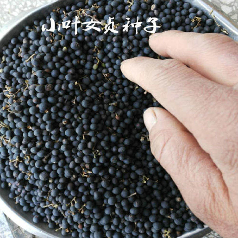 小叶女贞种子盆景树种篱笆栅栏围墙植物冬青黄杨石楠大叶女贞树籽
