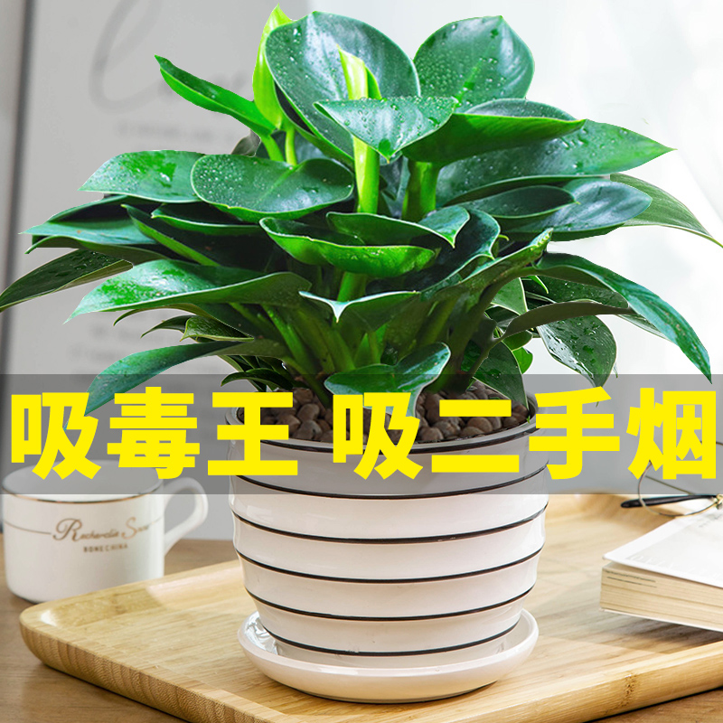 家里盆栽植物适合家庭阳台上养的花客厅电视柜上放的绿植真花H