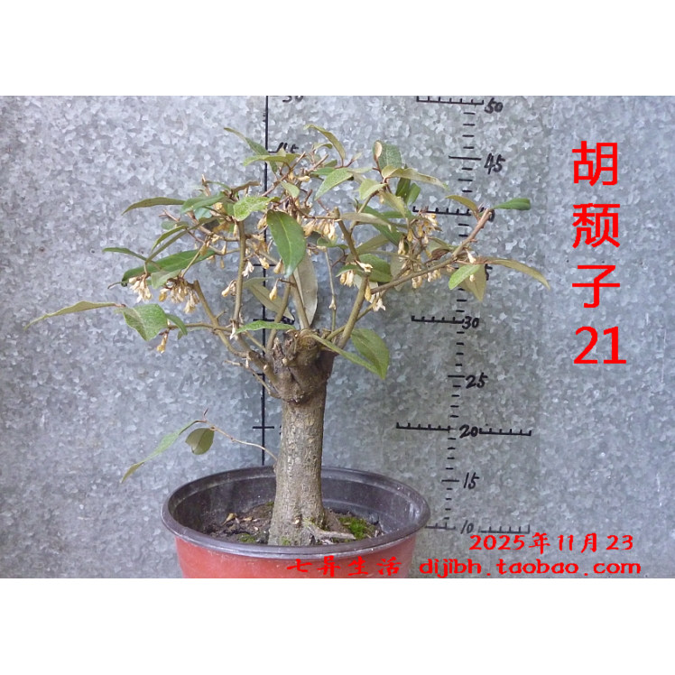 20251123 胡颓子 盆景小盆栽 羊奶子三月枣 阳台观赏带盆