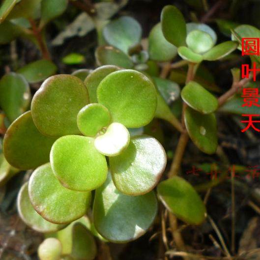 圆叶景天 盆栽观赏植物 景观药用庭院绿植