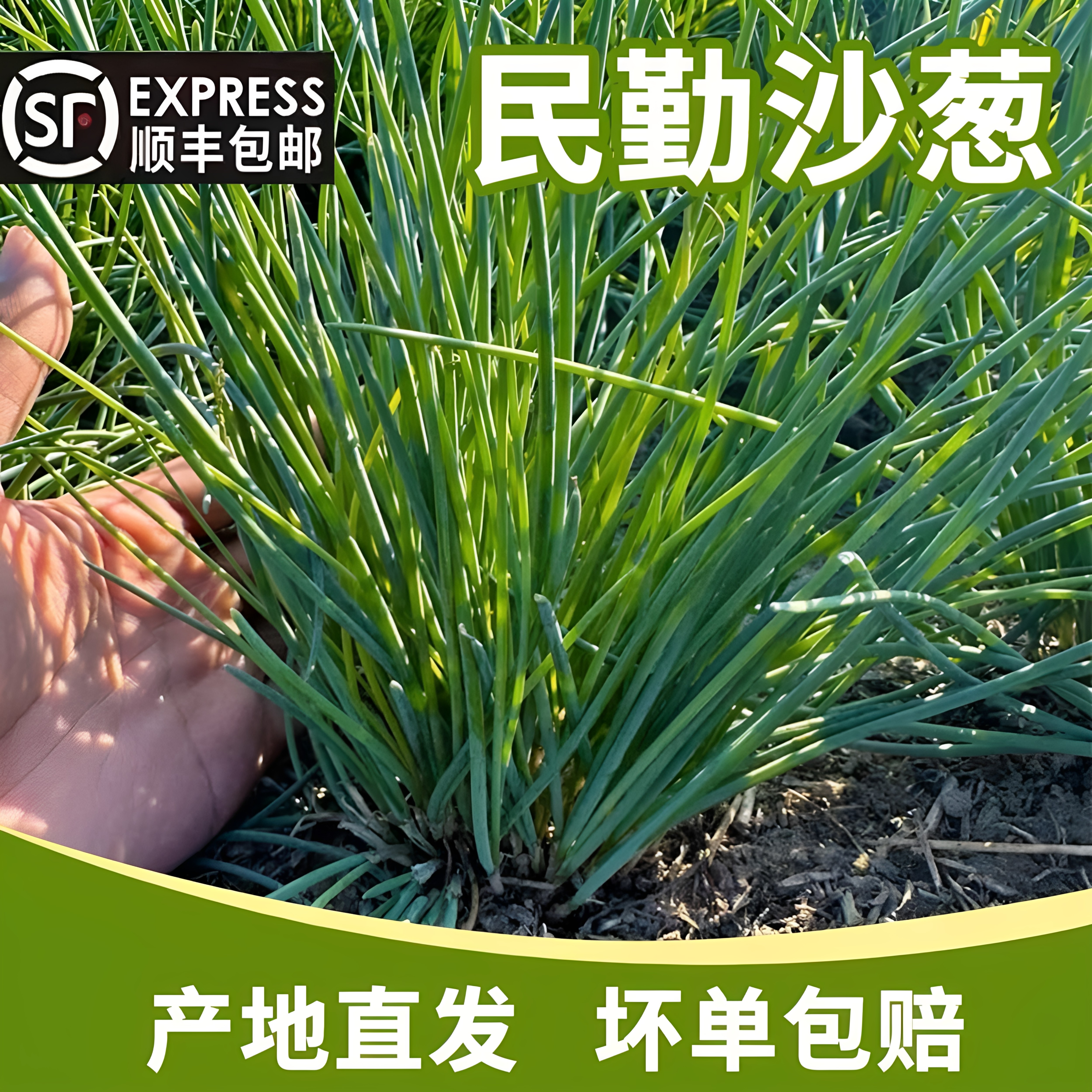 甘肃民勤特产鲜沙葱现采现发