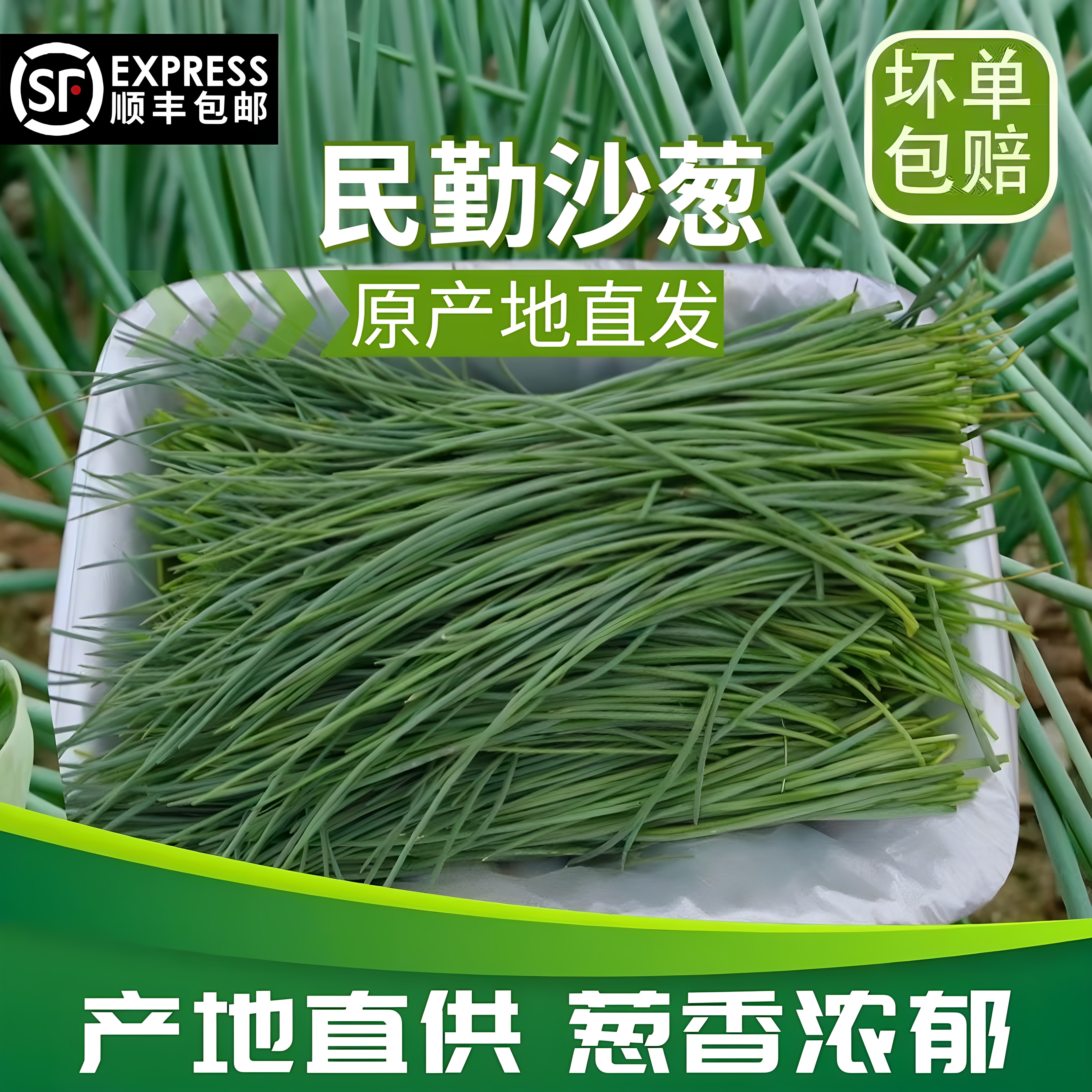 顺丰包邮甘肃民勤特产沙葱新鲜现摘蔬菜保温箱冰袋整箱产地直发