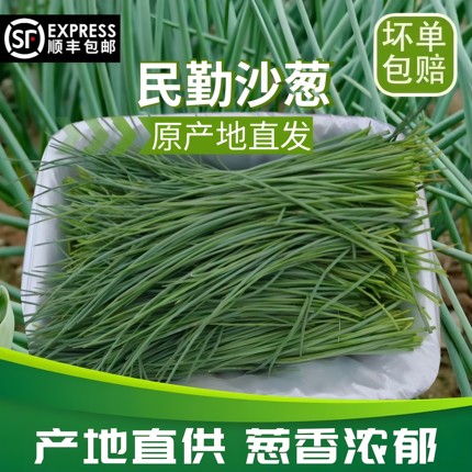 顺丰包邮甘肃民勤特产沙葱新鲜现摘蔬菜保温箱冰袋整箱产地直发