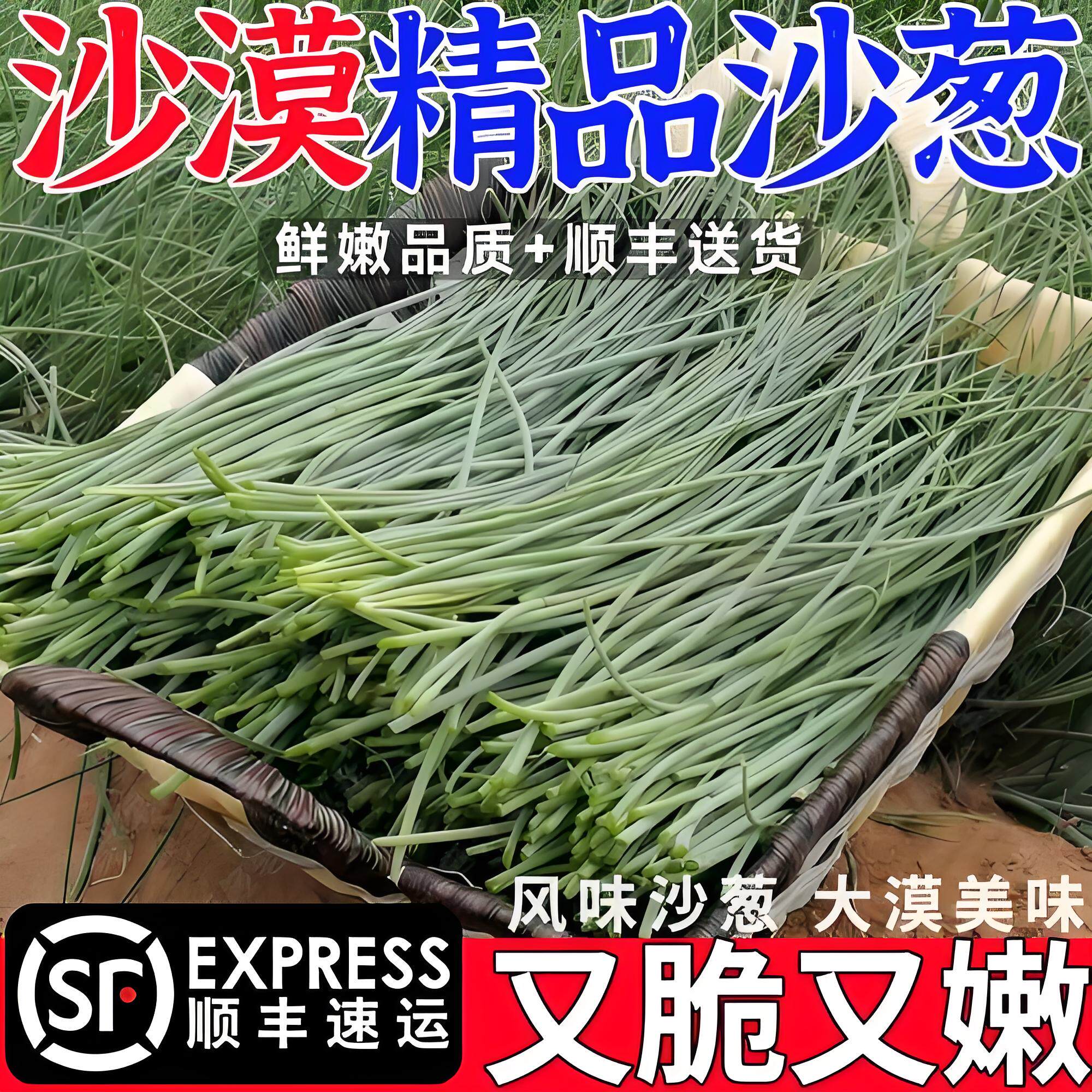 【顺丰包邮】甘肃民勤特产野菜新鲜沙葱1/2/3/5/斤鲜沙葱产地直发