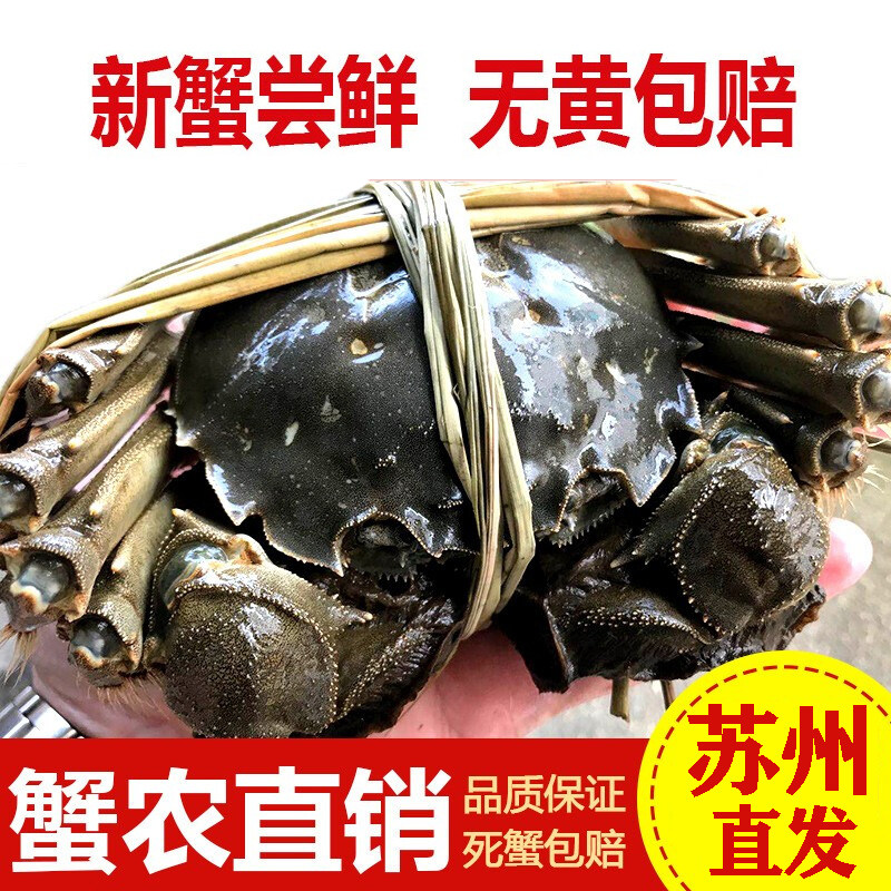 活蟹【全母蟹5只3-3.5两】螃蟹鲜活大闸蟹特大苏州