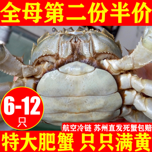 全母苏州螃蟹鲜活大闸蟹礼盒装母蟹新鲜河蟹16-6只可公母湖蟹活蟹