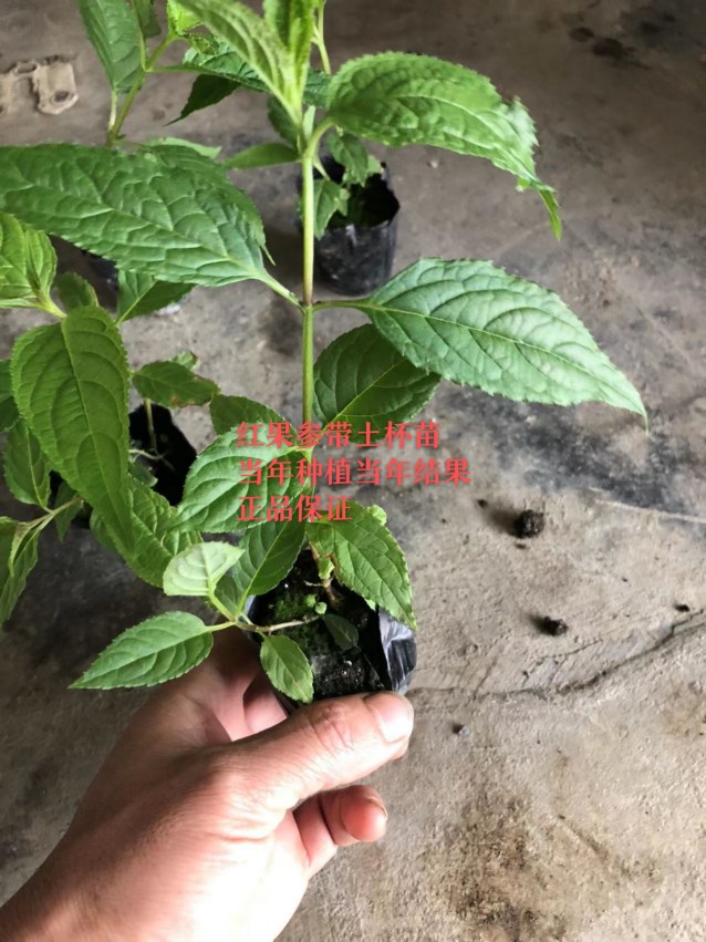 2024红果参系列产品鲜果现摘现发蜘蛛果算盘果苗绿植盆景水果苗