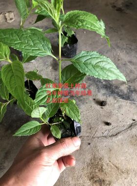 2024红果参系列产品鲜果现摘现发蜘蛛果算盘果苗绿植盆景水果苗
