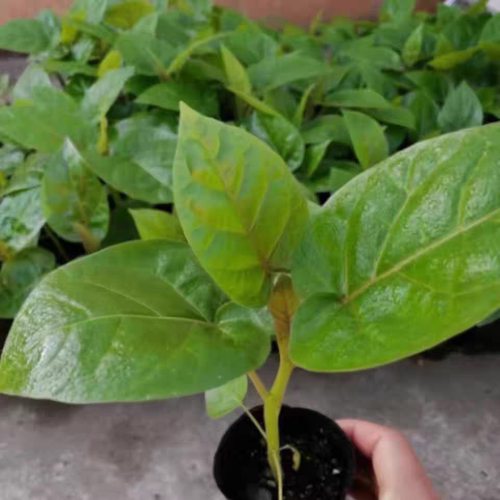 云南大树番茄盆景苗带杯发货树番茄小苗适合庭院种植无需搭架