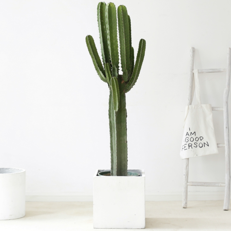 深圳大型仙人掌盆栽大戟阁室内沙漠风盆景客厅防辐射阳台多肉植物