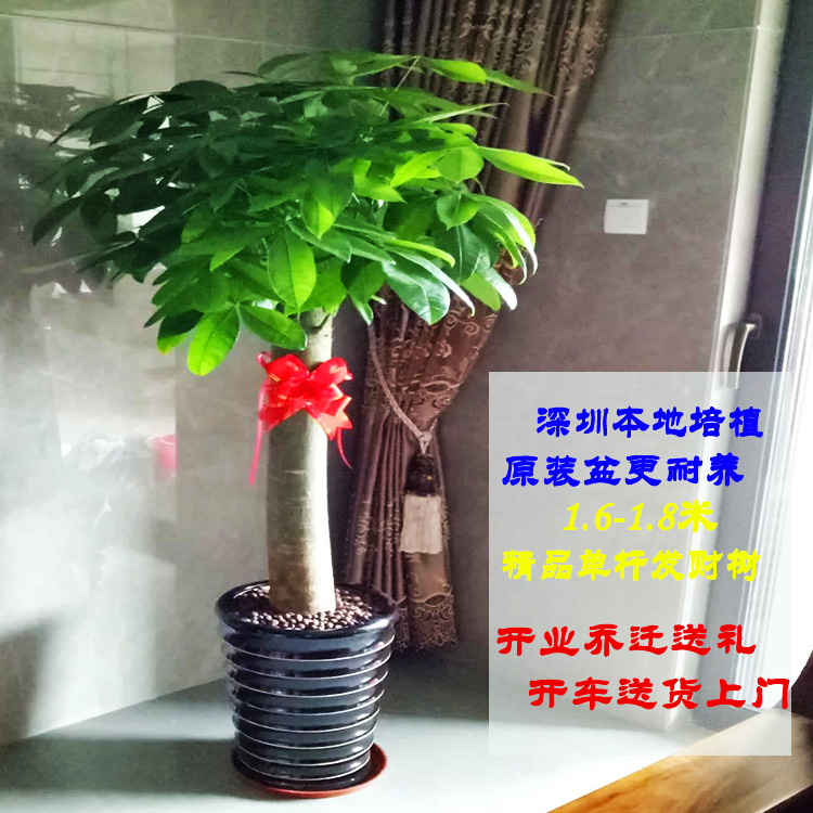开业乔迁深圳新品包邮绿植盆栽