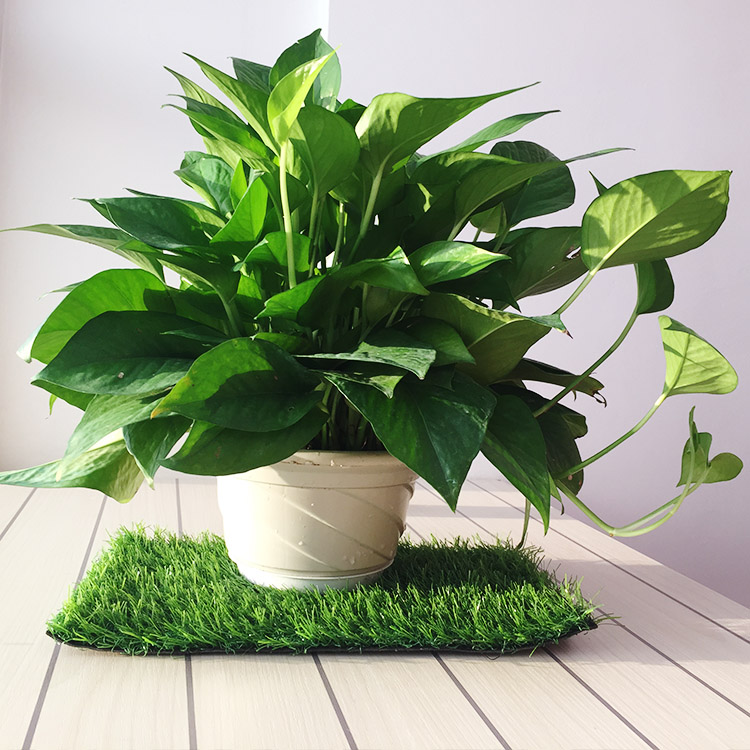 小绿萝新款卧室新品深圳植物花卉