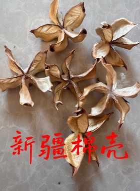 新疆原生态棉花花壳 棉壳 未加工 植物果壳 干花干枝手工幼儿园