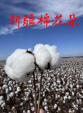新疆真棉花朵纯干棉花花束棉花枝干花装饰真花原枝带壳带籽永生花