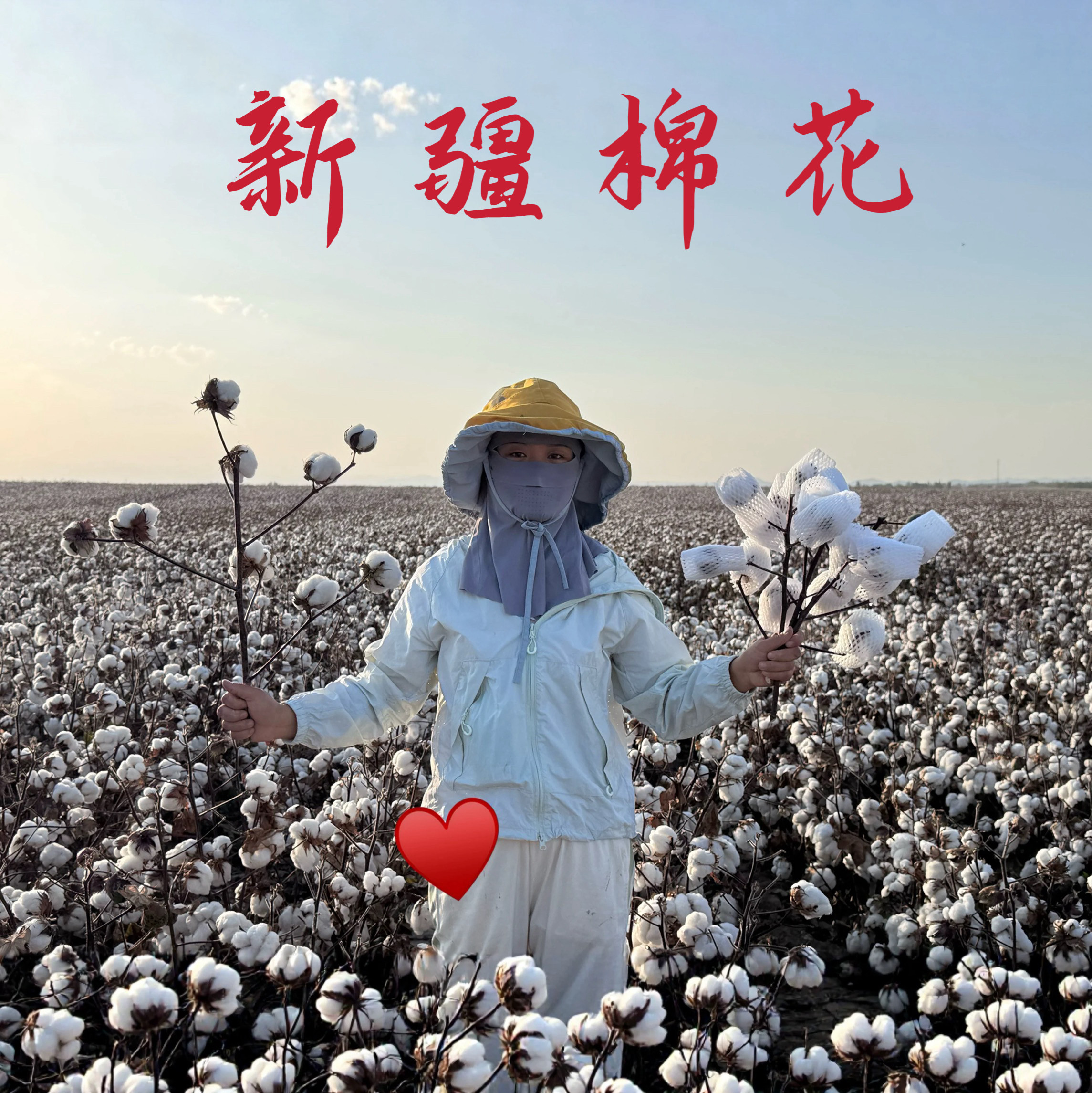 新疆原生真棉花朵干花枝原枝原花带籽带壳干花束插花装饰批发零售