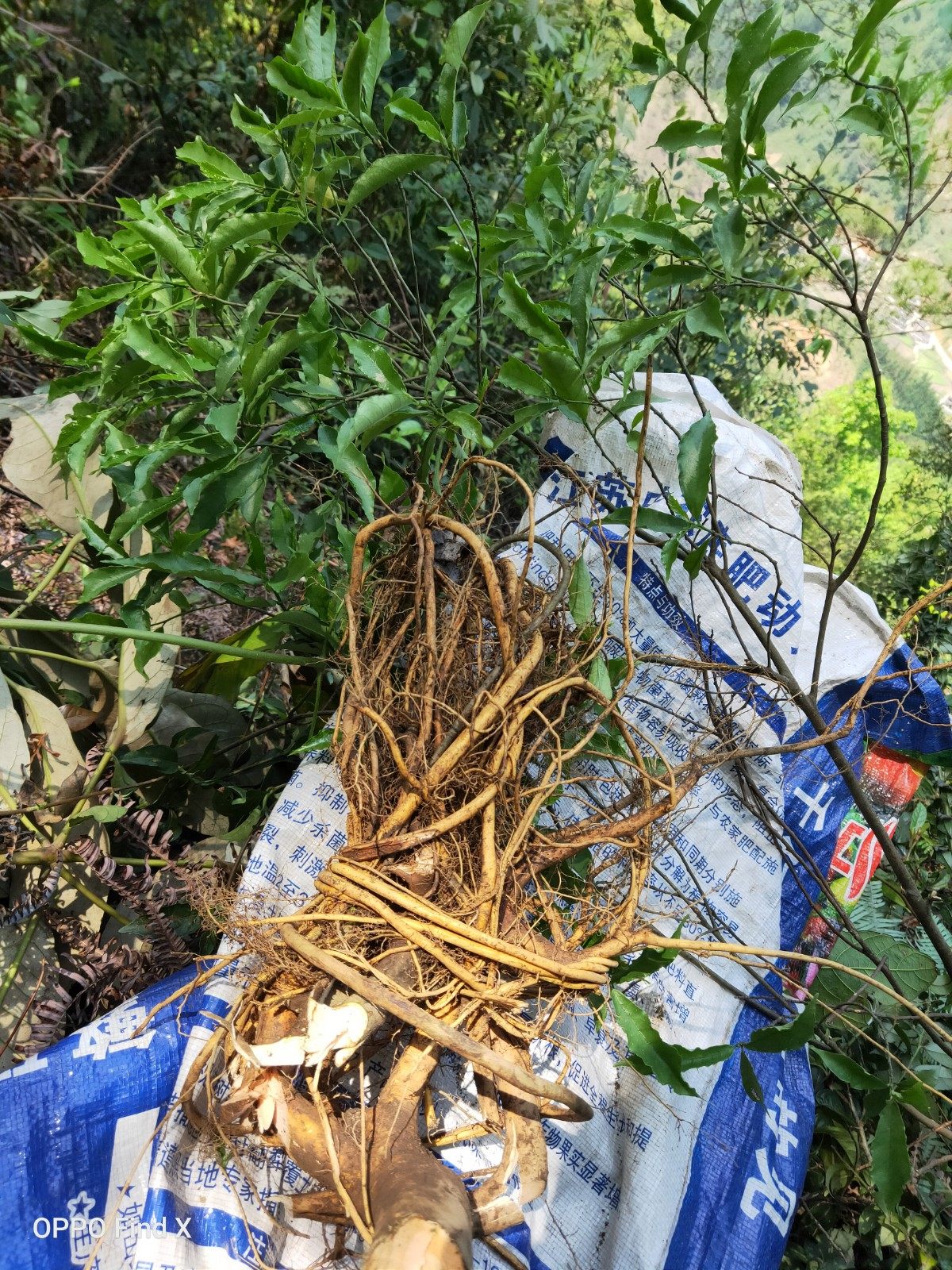 广西贺州瑶族大山天然正宗白花牛奶根干品香味煲汤料500克份包邮