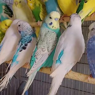 大头虎皮鹦鹉可学说话技能活体鸟宠物谷子牡丹玄凤鹦鹉鸟笼鸟粮亲