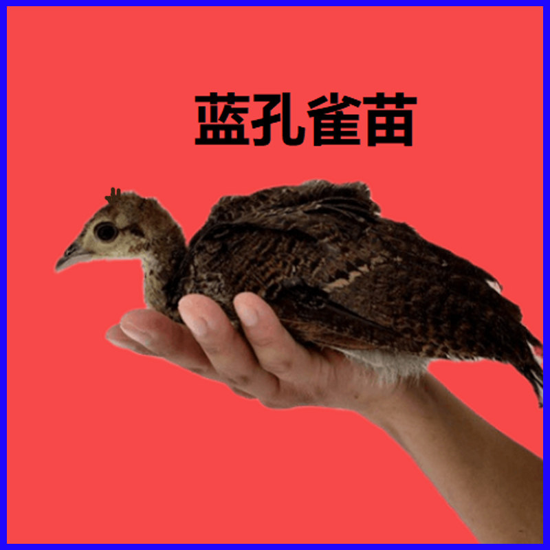 活体孔雀蓝孔雀活体脱温苗宠物鸟七彩动物白花孔雀孔雀苗一对活物