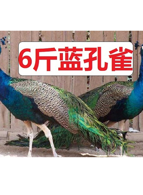 七彩蓝孔雀苗活体公母一对活物羽毛鸡饲养幼苗孵化受精观赏鸟种蛋