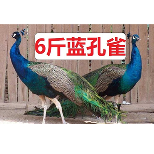 七彩蓝孔雀苗活体公母一对活物羽毛鸡饲养幼苗孵化受精观赏鸟种蛋