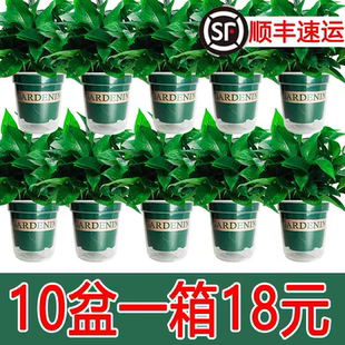 新房家用绿萝盆栽室内绿植花卉净化空气长藤大盆绿箩植物水培吊兰