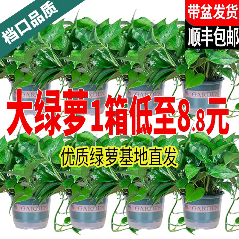 新房绿萝盆栽室内客厅绿植花卉家用净化空气长藤绿箩植物室内吊兰