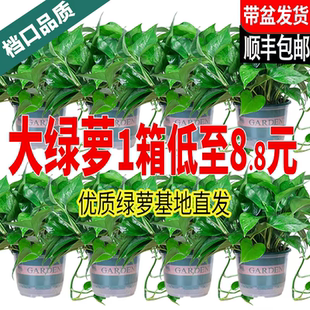 新房绿萝盆栽室内客厅绿植花卉家用净化空气长藤绿箩植物室内吊兰