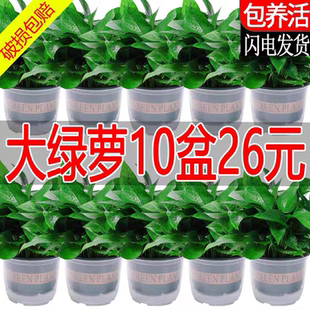 绿萝盆栽室内客厅新房净化空气好养花卉绿植懒人水培大叶长藤绿箩