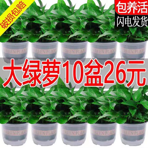 绿萝盆栽室内客厅新房净化空气好养花卉绿植懒人水培大叶长藤绿箩