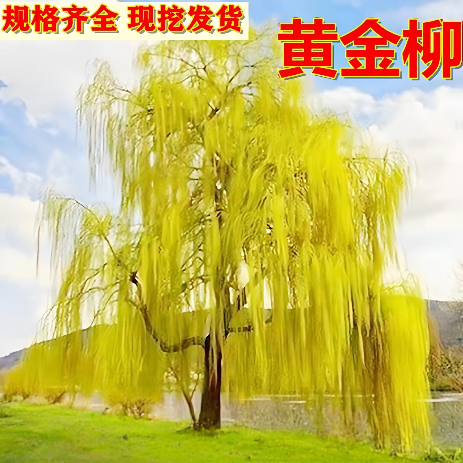 黄金柳树苗行道大树旱柳规格齐全