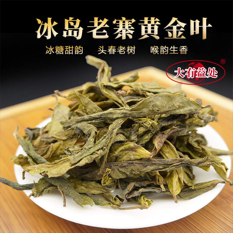 冰岛老寨头春老树黄金叶普洱生茶