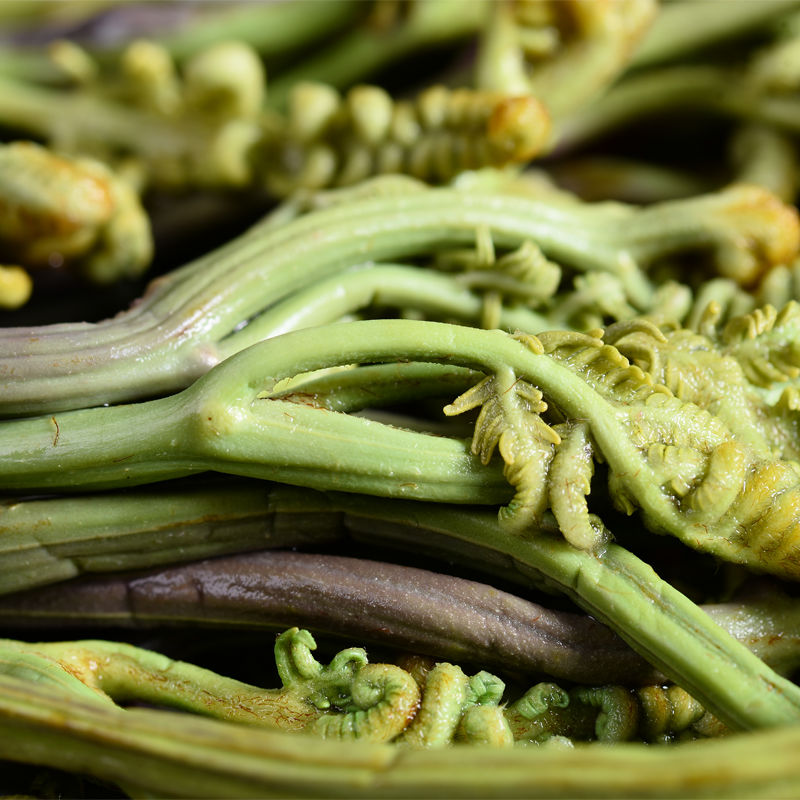 新鲜野菜蕨菜龙爪菜云南山林野菜农家食材保鲜蔬菜龙爪菜农产品