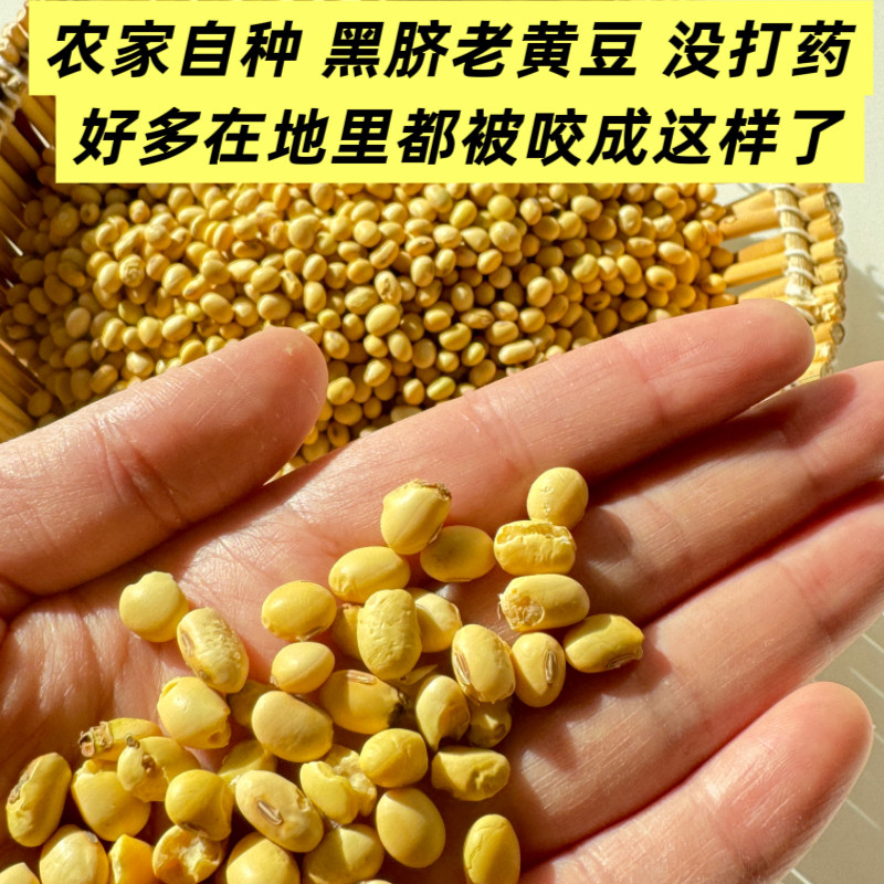 25年新 农家自种 自留种黑脐老品种大豆山东黄豆发豆芽做豆浆 5斤