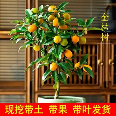 四季带果可食用金桔树盆栽客厅