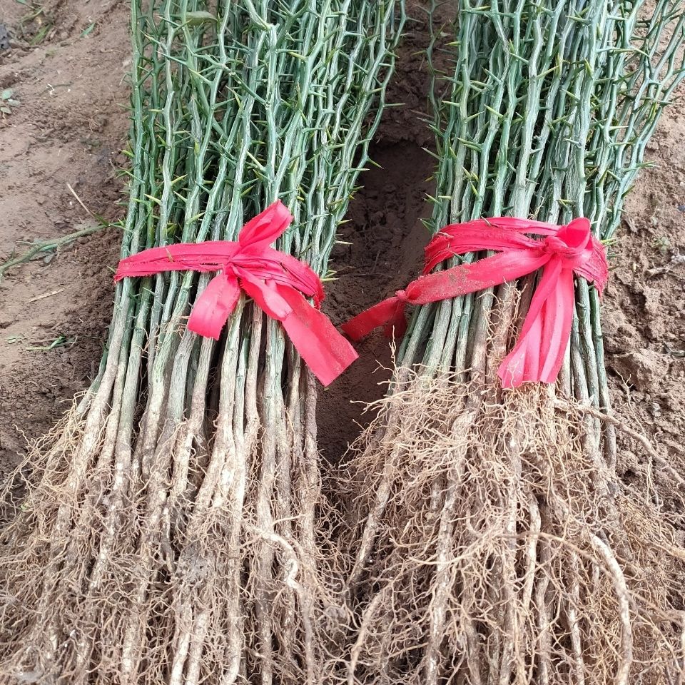 篱笆护院栅栏枳实苗枳壳嫁接刺积枸橘苗带刺砧木篱笆铁篱寨苗树苗
