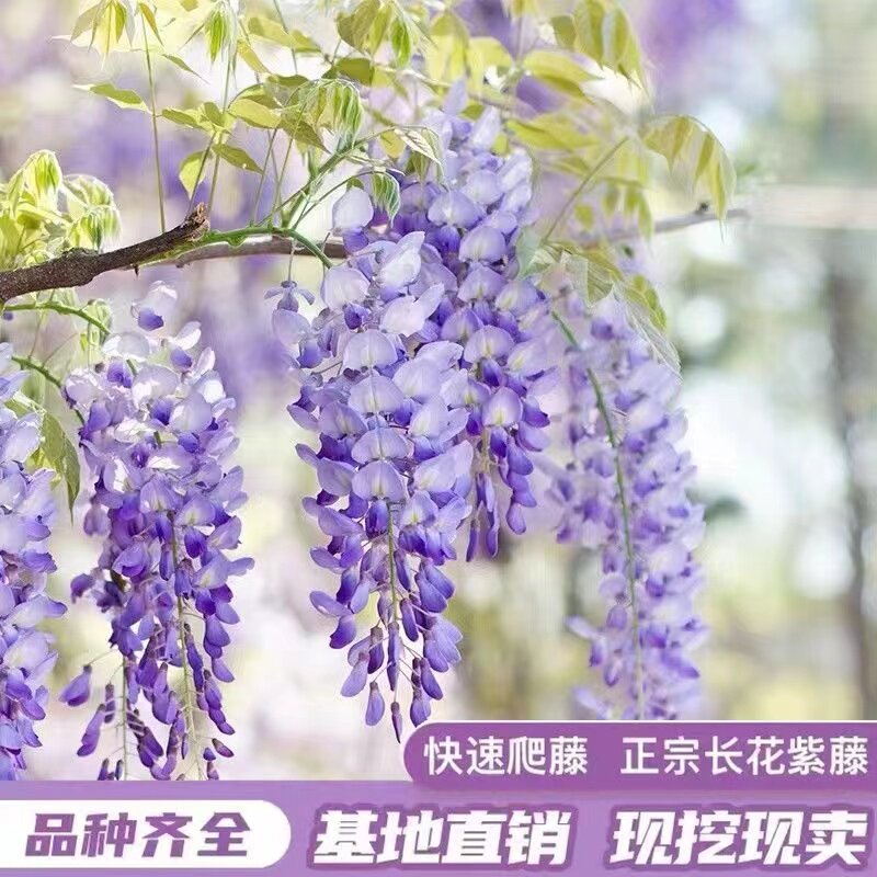 紫藤花树苗爬藤植物攀援花卉庭院围墙四季开花蔓藤紫藤萝花苗盆栽