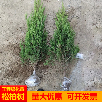 绿化四季常青塔柏龙柏侧柏庭院宝塔植物道路苗树苗松圆柏柏树清明
