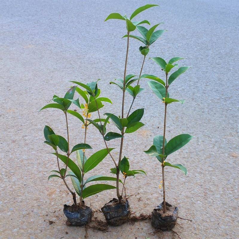 桂花树四季盆栽桂花地实月桂日香桂盆景天香台阁苗顶珠原生花佛