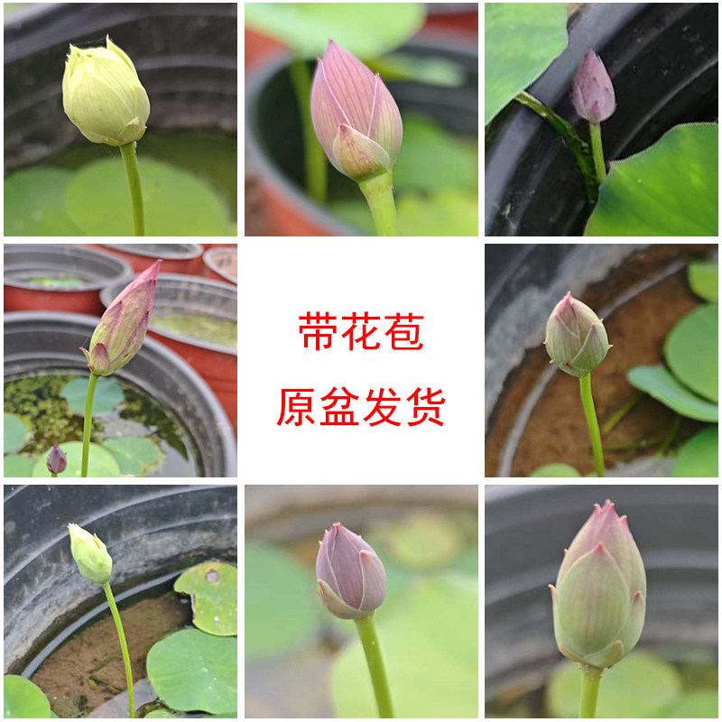 微型碗莲原盆带花苞发货成品苗需换盆观赏小荷花盆栽莲花种植杯苗