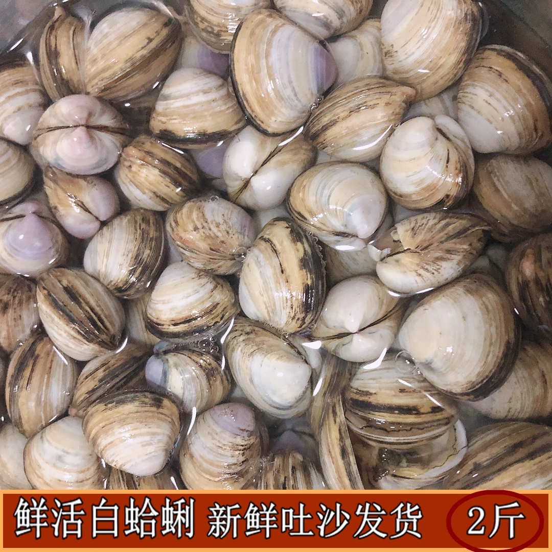 鲜活白蛤蜊连云港海鲜贝类水产海蛤蜊蚬子鲜活无沙蛤蜊