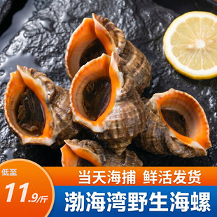 渤海湾新鲜鲜活海螺 特大无沙带黄 新鲜海捕超大号响螺 贝类海鲜