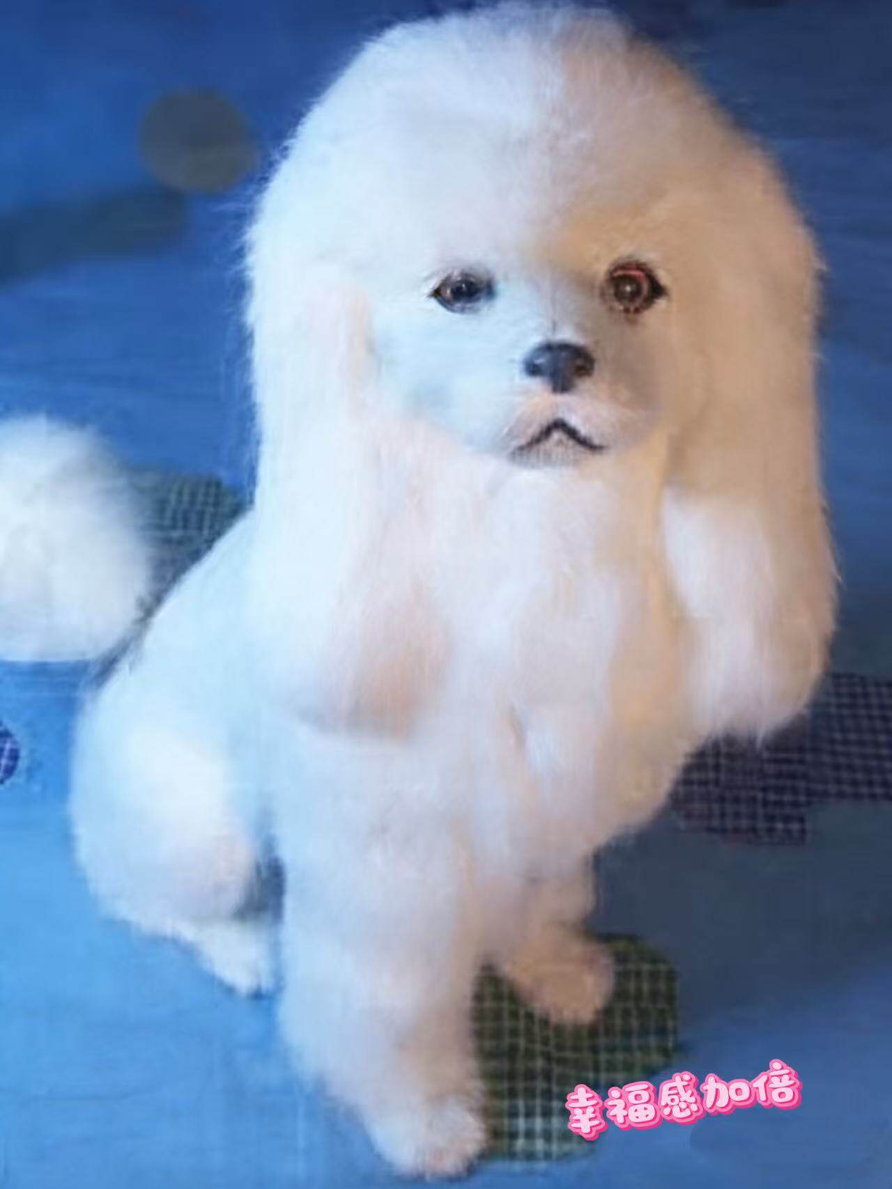 大号真狗狗贵妇犬贵宾公仔毛绒玩具客厅书桌摆件动物模型